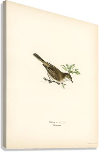 Common whitethroat Sylvia communis Canvas Print