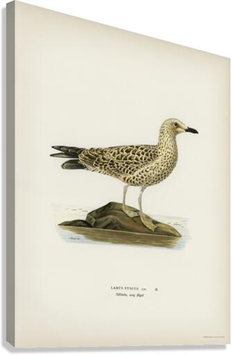 Leser black-backed gull Larus fuscus Canvas Print