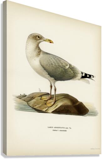 European herring gull Larus argentatus Canvas Print