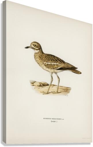 Eurasian stone curlew burhinus oedicnemus Canvas Print