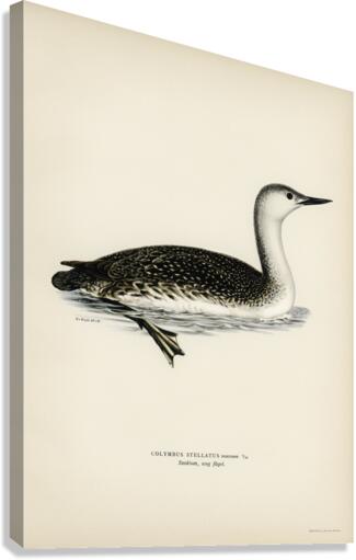 Red-thoated loon Colymbus stellatus Canvas Print
