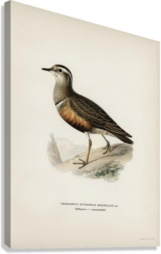 Eurasian dotterel ♂ Charadrius eudromias morinellus Canvas Print