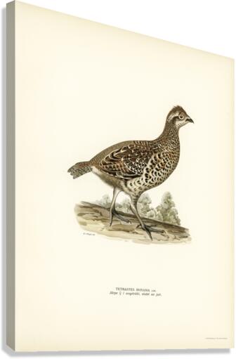 Hazel grouse tetrastes bonasia Canvas Print