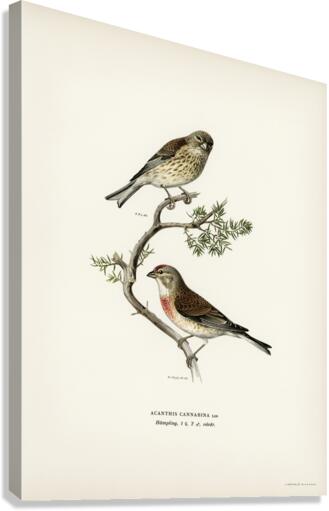 Common linnet Acanthis cannabina Canvas Print