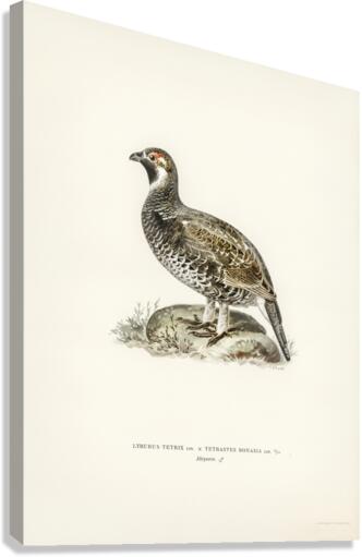 lyrurus tetrix tetrastes bonasia Canvas Print