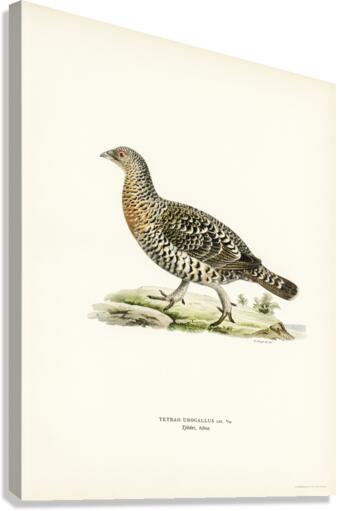 Western Capercaillie Tetrao Urogallus  Canvas Print