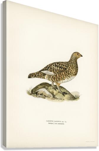 Water pipi ANTHUS SPINOLETTA RUPESTRIS Canvas Print