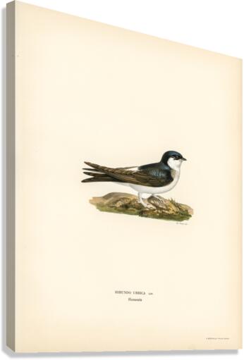 Hirundo Urbica Canvas Print