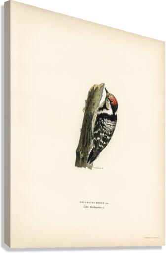 Lesser spotted woodpecker Dryobates minor Canvas Print
