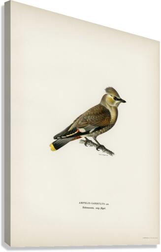 AMPELIS GARRULUS Canvas Print