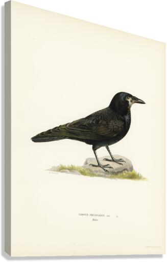Rook Corvus Frugilegus Canvas Print