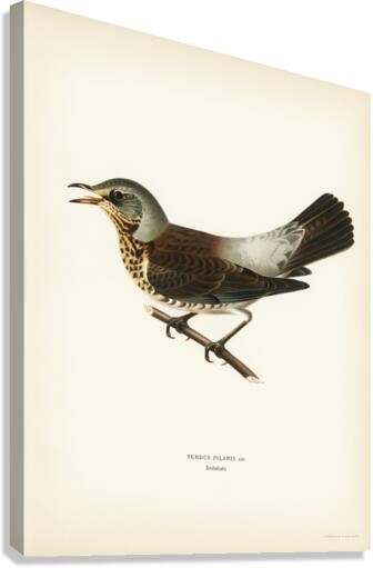 Fieldfare Turdus pilaris Canvas Print