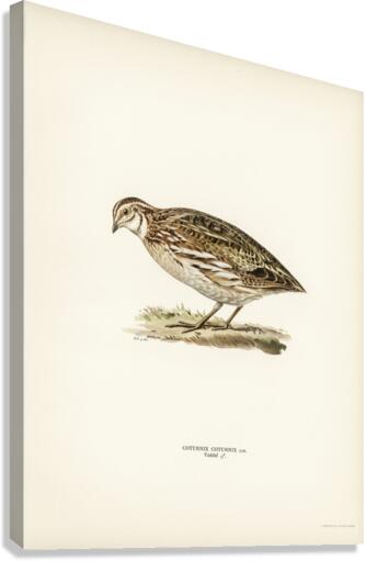 Common quail Coturnix coturnix Canvas Print