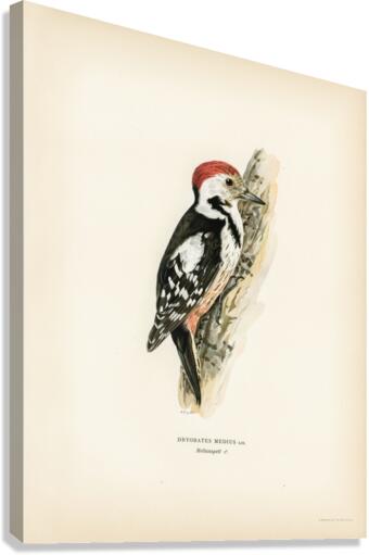 Dryobates medius Canvas Print