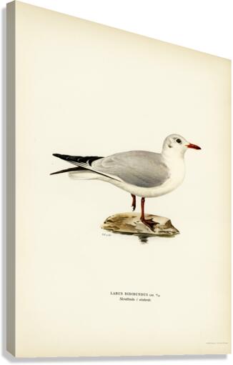 Black-headed gull Larus Ridibundus Canvas Print