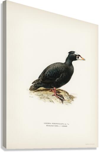 Surf Scoter male Oidemia perspicillata Canvas Print