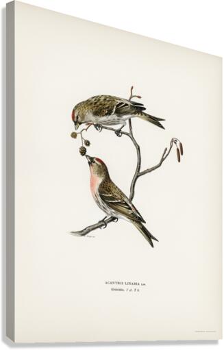 common linnet Acanthis linaria Canvas Print