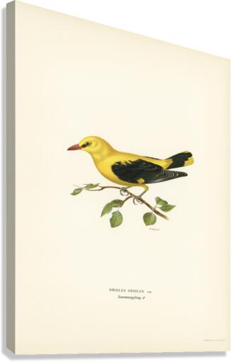 Eurasian golden oriole male Oriolus oriolus bird Canvas Print