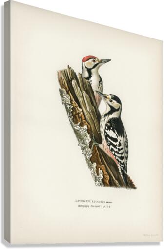 White-backed woodpecker 1♀  2♂ Dryobates leucotus Canvas Print