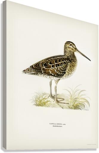 Great snipe Capella media Canvas Print