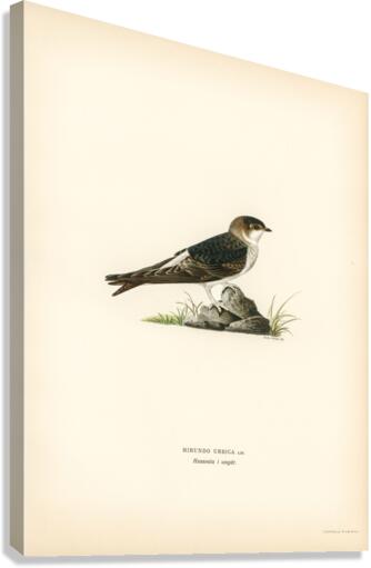 Young common house-martin Hirundo urbica Canvas Print