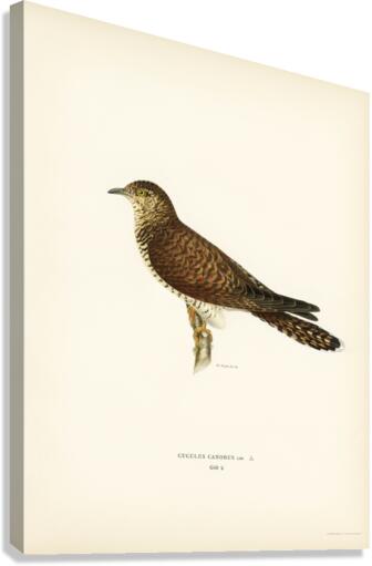 Common cuckoo-female ♀ Cuculus canorus Canvas Print