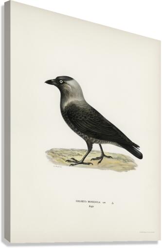Western jackdaw Coloeus monedula Canvas Print
