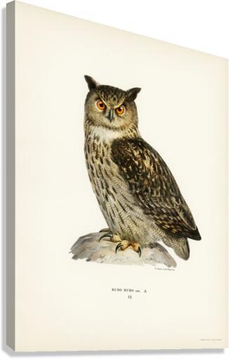Eurasian eagle-owl BUBO BUBO Canvas Print