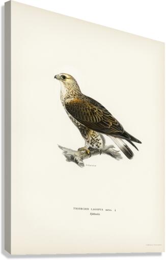 Rough-legged Hawk TRIORCHIS LAGOPUS Canvas Print