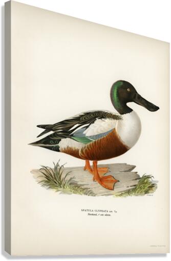Cinnamon teal Spatula cyanoptera Canvas Print