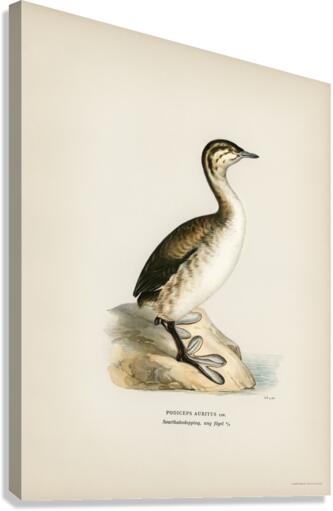 Young horned grebe Podiceps auritus Canvas Print