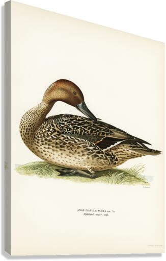 Northern Pintail Anas [dafila] acuta Canvas Print