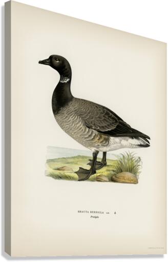 Brant Goose Branta bernicla Canvas Print
