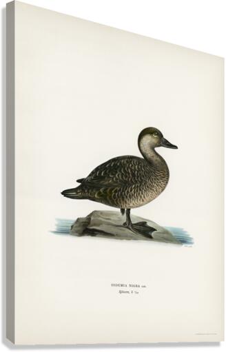 Black scoter female Oidemia nigra Canvas Print