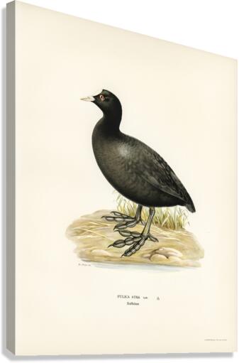 Eurasian coot Fulica atra Canvas Print