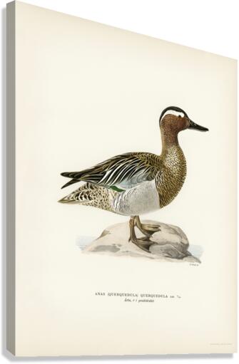 Garganey male Anas querquedula Canvas Print