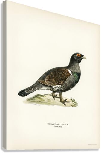 Western capercaillie TETRAO UROGALLUS Canvas Print