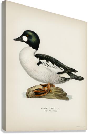 Lesser blak-backed gull Larus fuscus Canvas Print