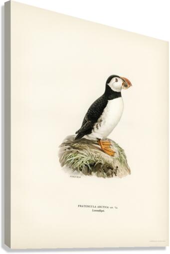 Atlantic puffin Fratercula arctica Canvas Print