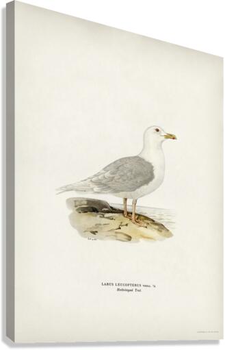 LARUS LEUCOPTERUS Canvas Print