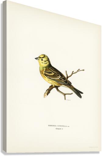 Yellowhammer male Emberiza citrinella Canvas Print