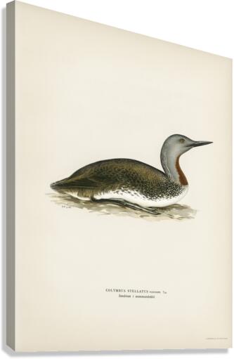 Red-throated loon Colymbus Stellatus Canvas Print