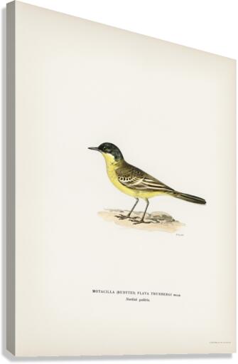 Grey-headed Wagtail MOTACILLA BUDYTES FLAVA THUNBERGI Canvas Print