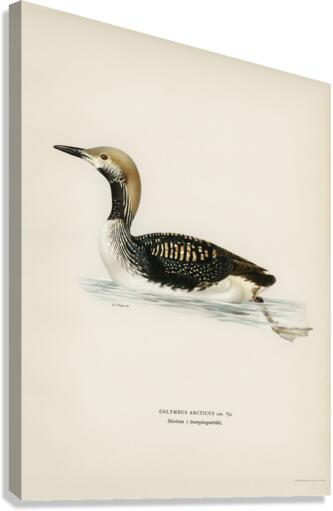 Black-throated loon Colymbus arcticus Canvas Print