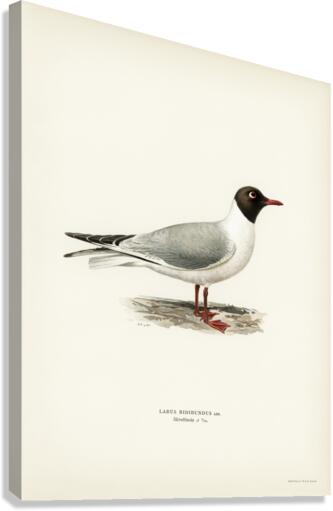 Black-headed gull ♂ Larus ridibundus Canvas Print