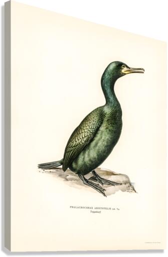 European shag Phalacrocorax aristotelis Canvas Print