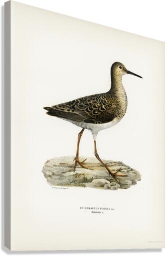 Ruff female Philomachus pugnax Canvas Print