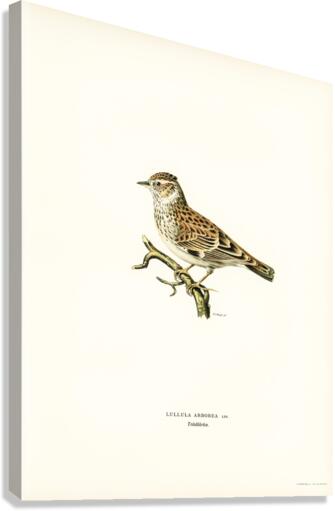 Woodlark Lullula arborea Canvas Print