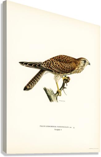 Common Kestrel female Falco tinnunculus Canvas Print