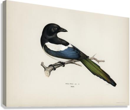 Eurasian magpie PICA PICA Canvas Print